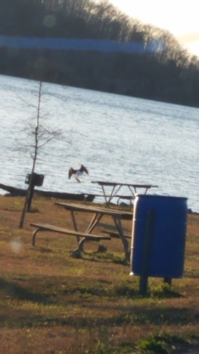 Bald Eagle photographed in Alabama