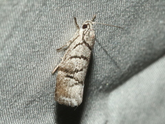 Lichenaula onychodes