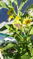 Verbesina subcordata