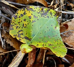 Pemphigus obesinymphae