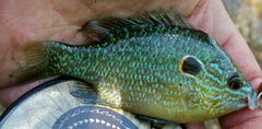 Lepomis peltastes