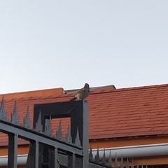 Zonotrichia capensis chilensis