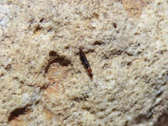 Diochus schaumi