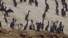 Leucocarbo bougainvillii
