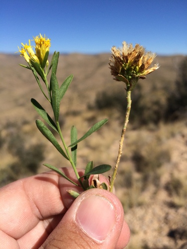 Guadalupe rabbitbrush (Chrysothamnus spathulatus)
