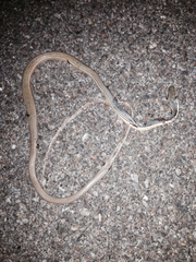 Masticophis bilineatus