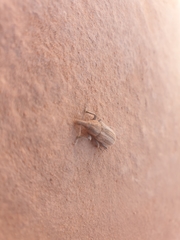 Scaphomorphus