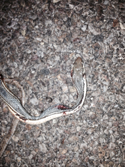 Masticophis bilineatus