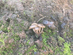 Lyophyllum atratum