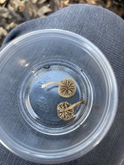 Lyophyllum atratum