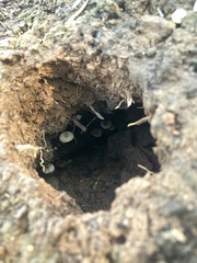 Lyophyllum atratum