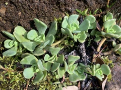 Sedum laxum