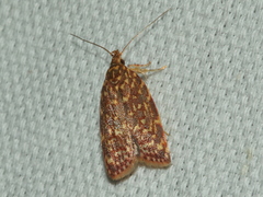 Syringoseca rhodoxantha