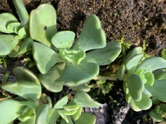 Sedum laxum