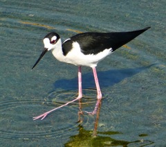 Himantopus mexicanus