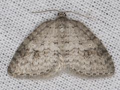 Venusia duodecemlineata