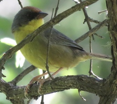 Atlapetes pileatus