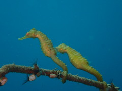 Hippocampus trimaculatus