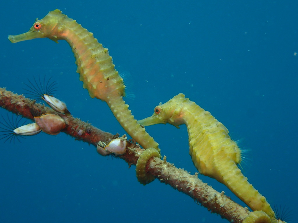 Flat-faced Seahorse