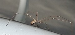 Pholcus phalangioides