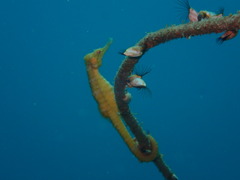 Hippocampus trimaculatus