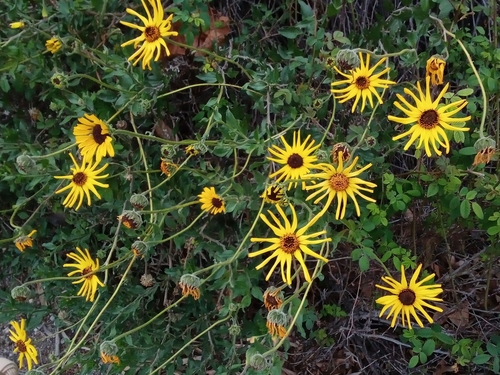 iNaturalist observation photo of California brittlebush