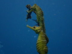 Hippocampus trimaculatus