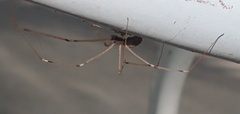 Pholcus phalangioides