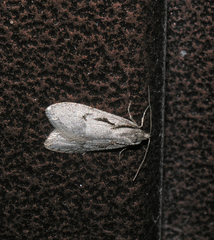 Semioscopis avellanella