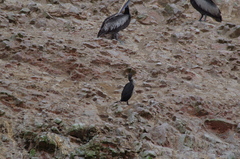 Leucocarbo bougainvillii