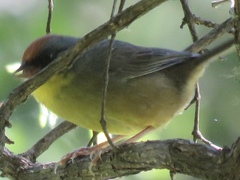 Atlapetes pileatus