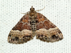 Chrysolarentia lucidulata