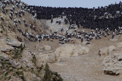 Leucocarbo bougainvillii