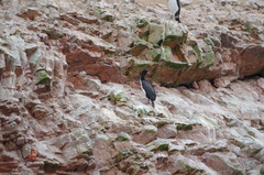 Leucocarbo bougainvillii