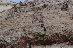 Leucocarbo bougainvillii