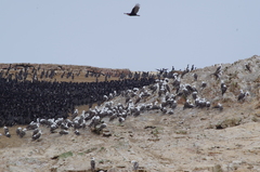 Leucocarbo bougainvillii