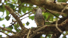 Pheugopedius maculipectus