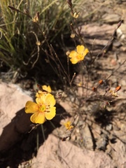 Linum berlandieri filifolium