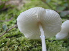 Leucoagaricus meleagris