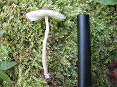 Leucoagaricus meleagris