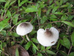 Leucoagaricus meleagris