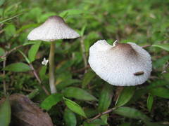 Leucoagaricus meleagris