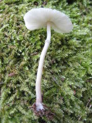 Leucoagaricus meleagris