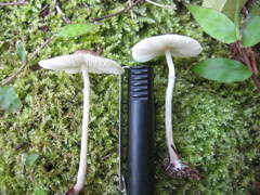 Leucoagaricus meleagris