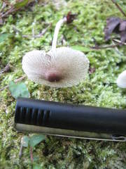 Leucoagaricus meleagris