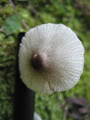 Leucoagaricus meleagris