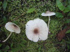 Leucoagaricus meleagris