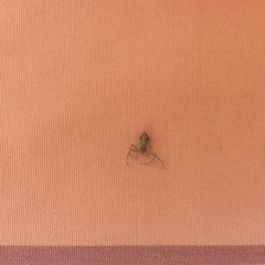 Arachnida