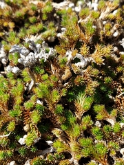 Selaginella peruviana