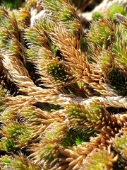 Selaginella peruviana